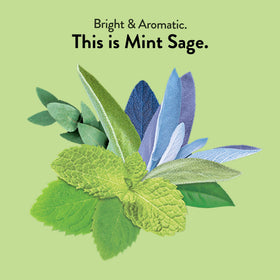 Choice Organic Teas Mint Sage Tea tea bags close-up releasing refreshing aroma.