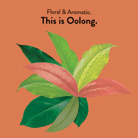 Brewing a cup of Choice Organic Teas Oolong reveals a floral aroma.