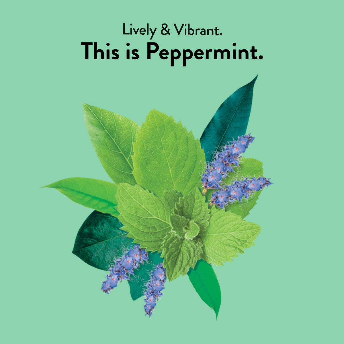Choice Organic Teas Peppermint tea with dried peppermint leaves delivering fresh aroma.