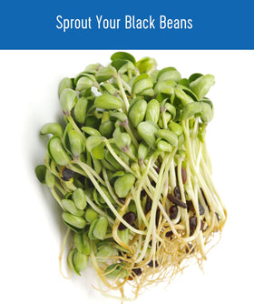 Sealed storage preserves freshness and longevity of CLEAR CREEK beans.