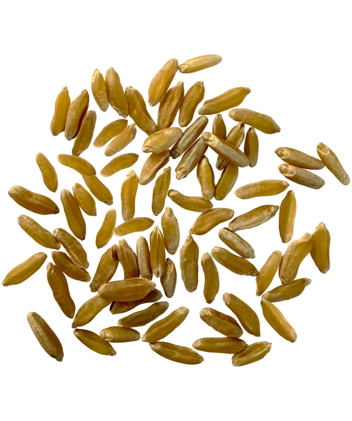 Clear Creek Khorasan wheat berries uncooked, ready for wholesome meals.