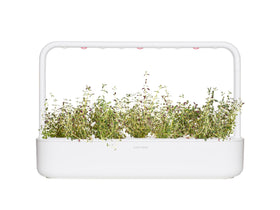 Harvest-ready thyme pods in the Smart Garden ready to clip for cooking