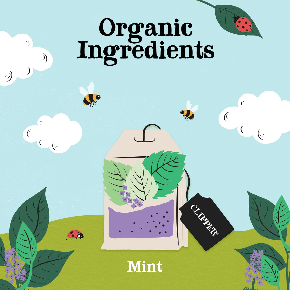 Steeped cup of mint herbal tea, Clipper Tea offers a crisp, refreshing finish.