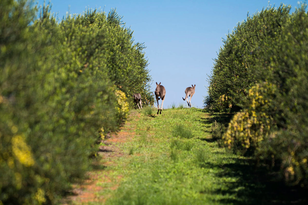 Olive leaves beside Cobram Estate EVOO signaling natural antioxidants.