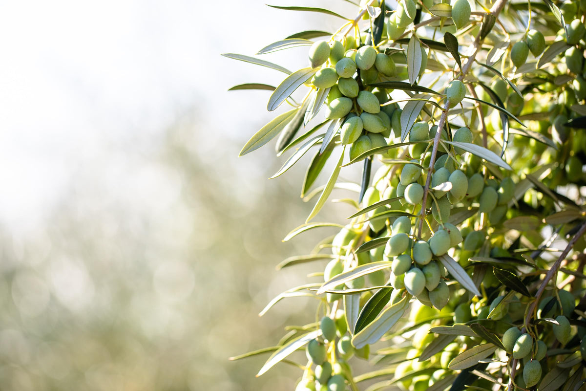 Cobram Estate Classic olive oil awards display reflecting proven performance.