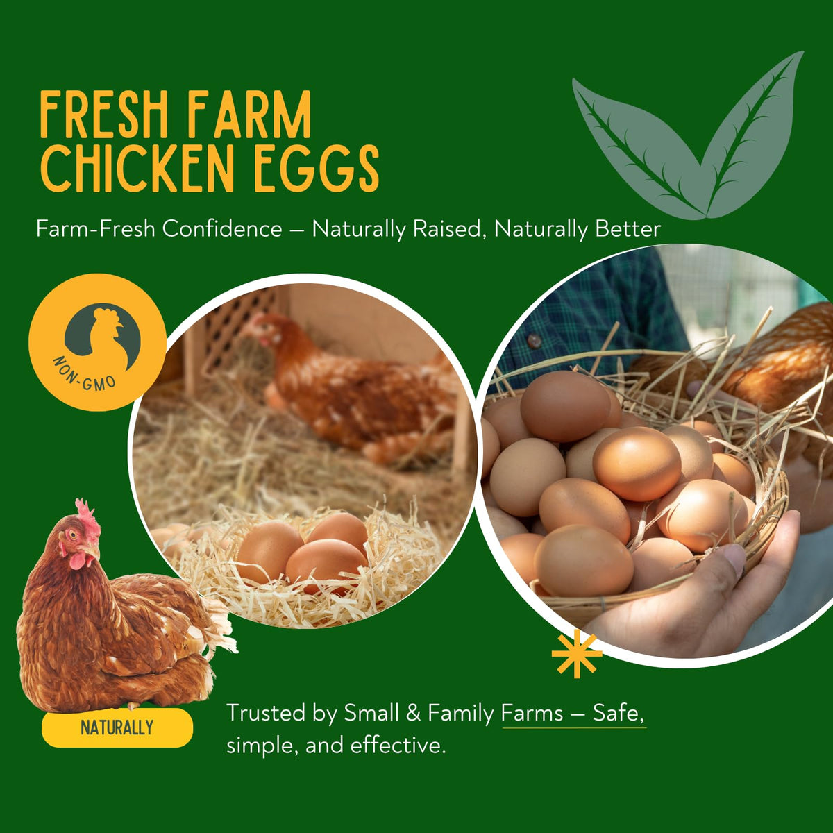 Coclara chemical-free formula is safe for laying hens and natural flocks.