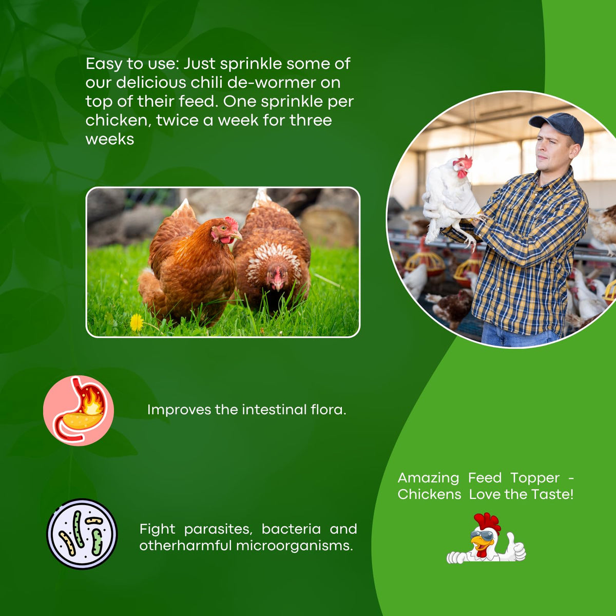Coclara daily sprinkle demonstrates easy care for chicks, layers, and senior hens.