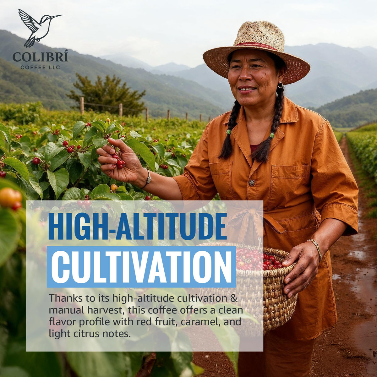 Colibri Coffee aroma-rich Colombian origin close-up highlighting altitude beans
