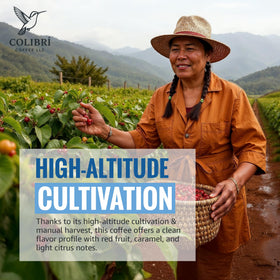 Colibri Coffee aroma-rich Colombian origin close-up highlighting altitude beans