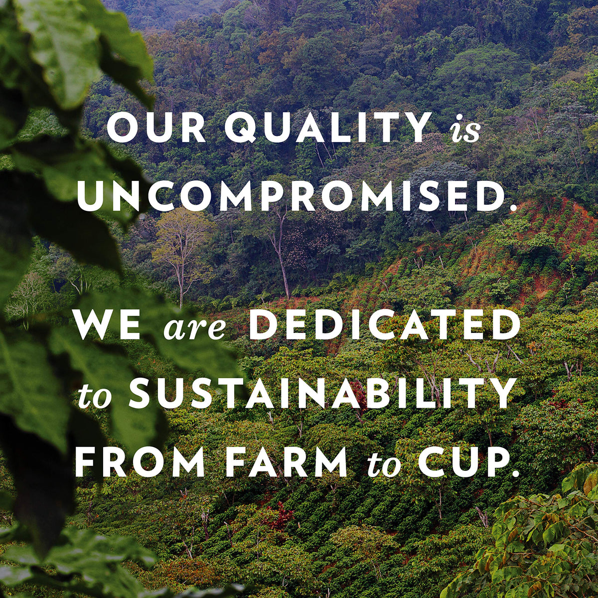 Community Coffee Signature Blend roasting process snapshot highlighting dark roast profile