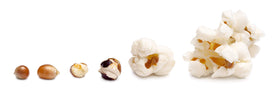 Concession Essentials butterfly expansion kernels ideal for large gatherings