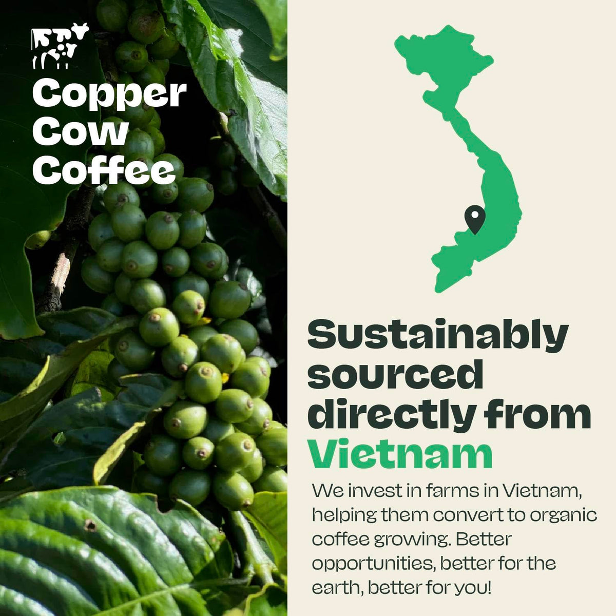 Copper Cow Robusta dark roast with bold flavor profile