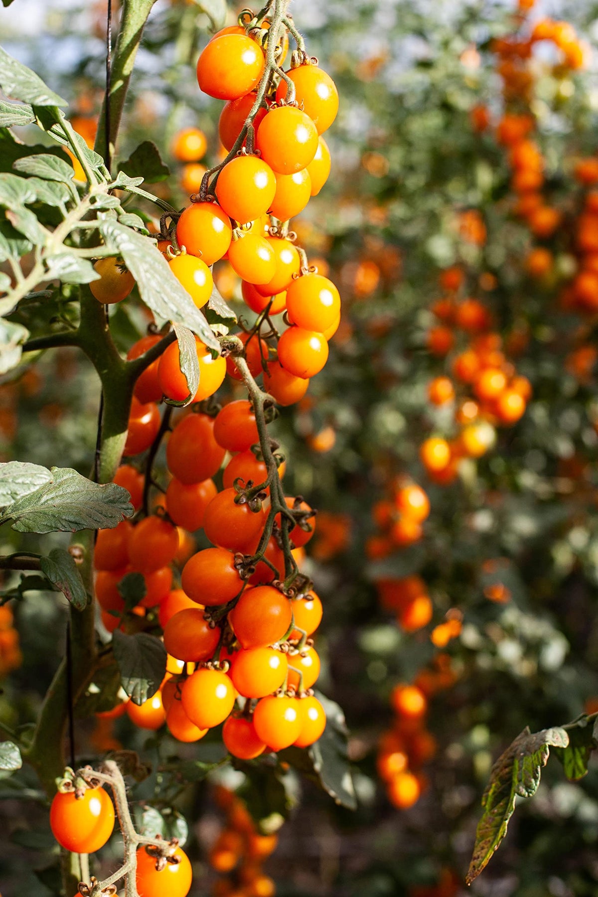 Cosi Come Italian tomato puree label emphasizes no sugar added and 100% Italian origin
