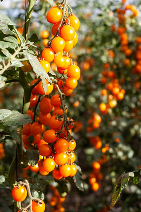 Cosi Come Italian tomato puree label emphasizes no sugar added and 100% Italian origin