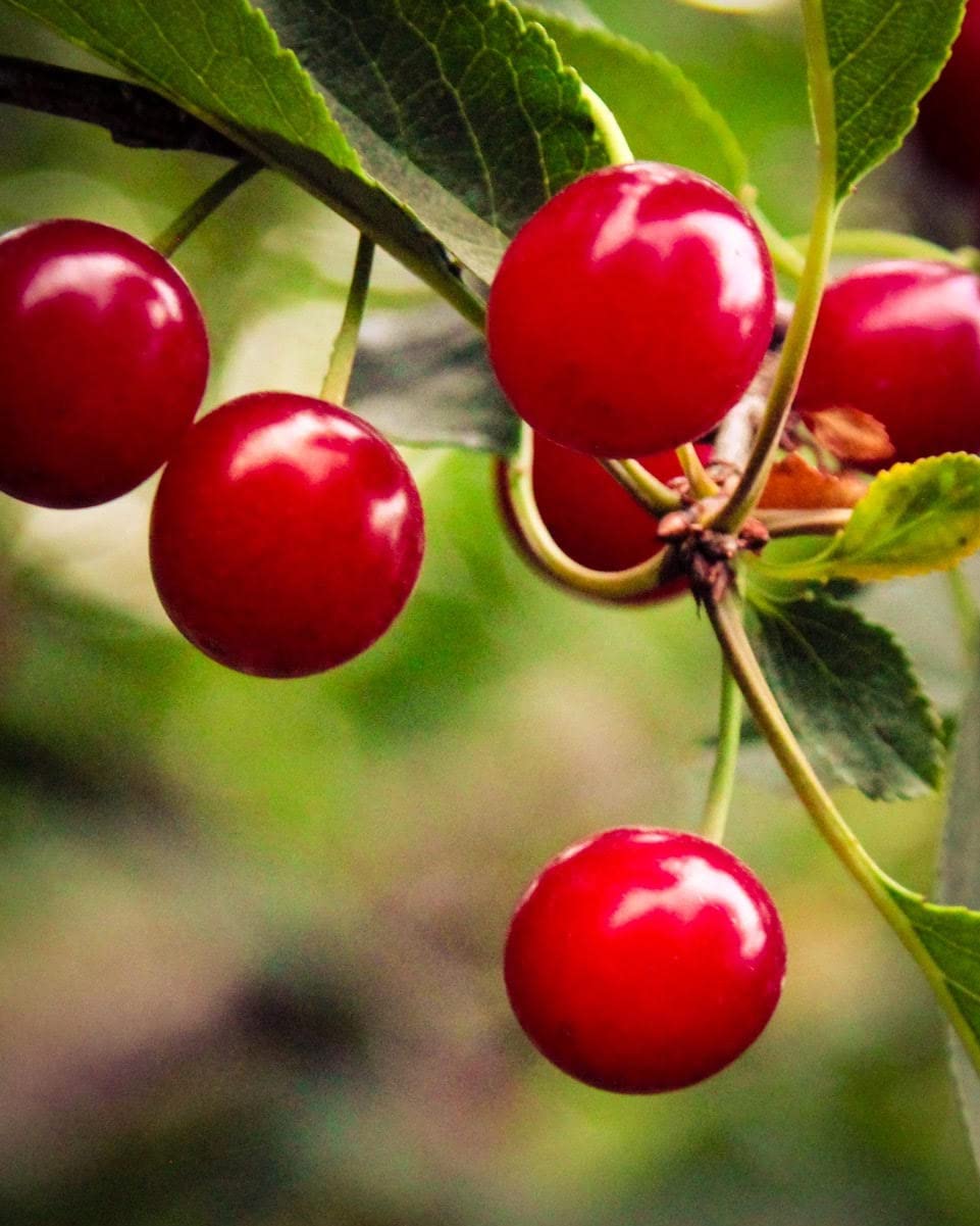 Country Spoon Montmorency cherry concentrate in a glass for smoothie mixing.