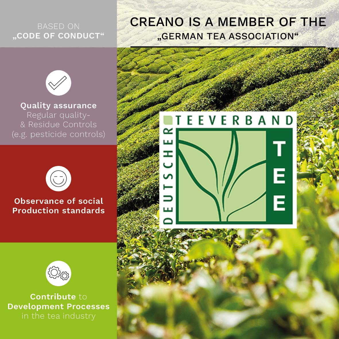 Creano Green Tea flower infusion poured into a cup, refreshing and aromatic.