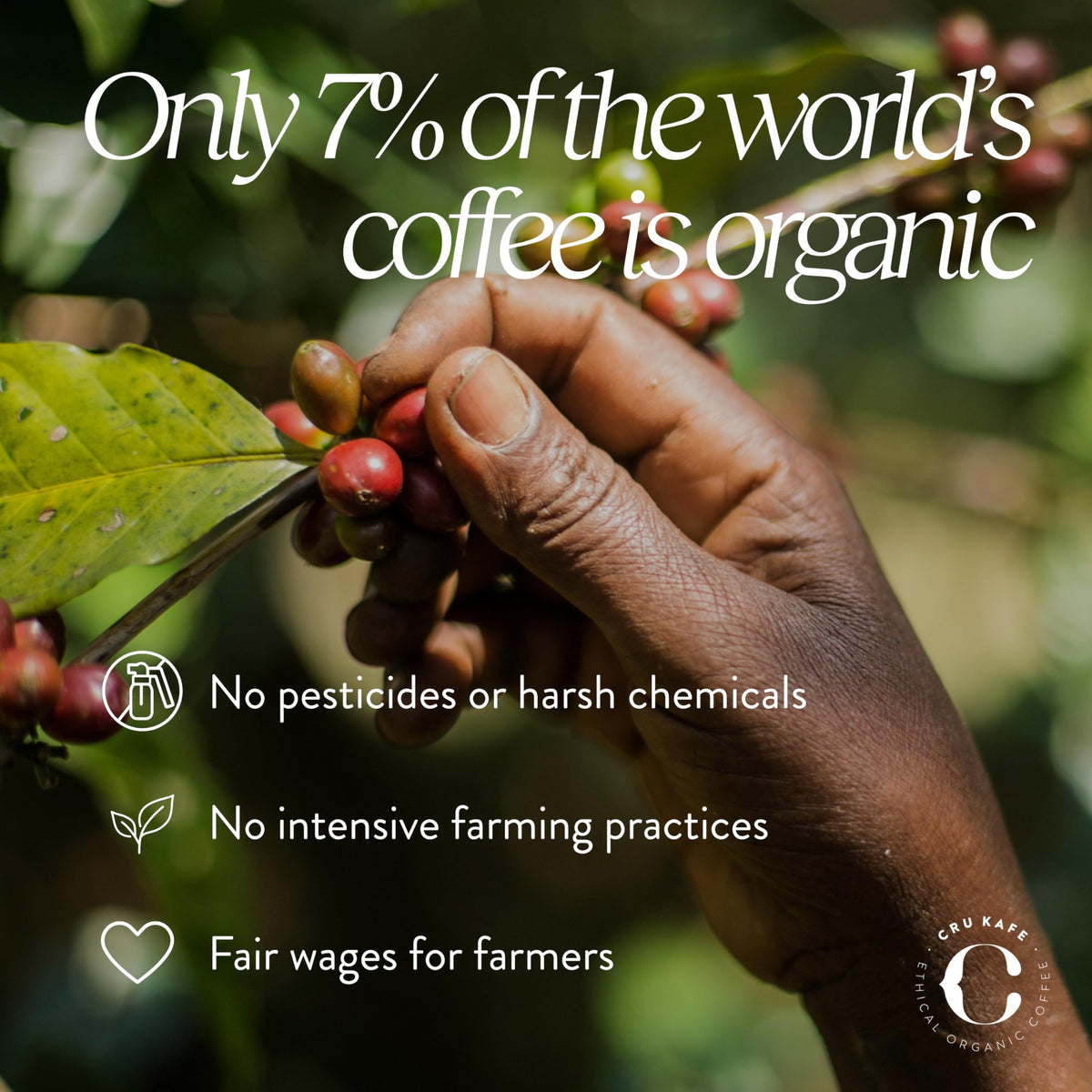 Cru Kafe Sparkling Water decaf process graphic showing solvent-free method