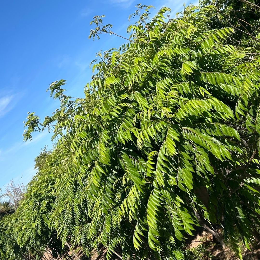 CurryForest dried leaves lend body to spice blends and simmered dishes