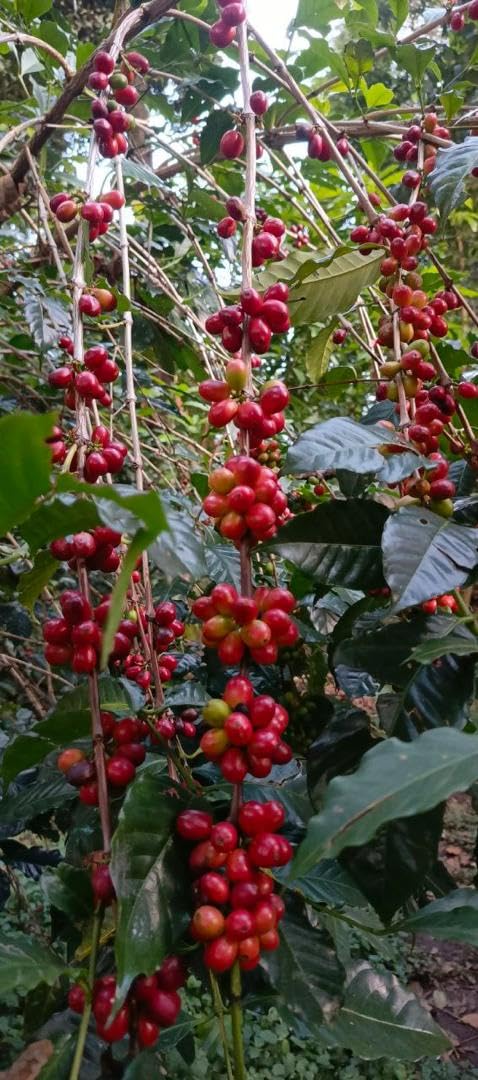 Daily Sips Rare Treasury Yirgacheffe aroma closeup emphasizing bright floral notes.