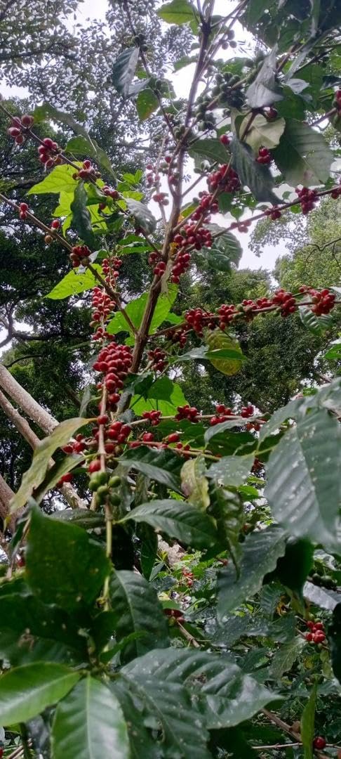 Daily Sips Rare Treasury Yirgacheffe floral notes and citrus brightness in a cup.