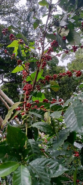 Daily Sips Rare Treasury Yirgacheffe floral notes and citrus brightness in a cup.