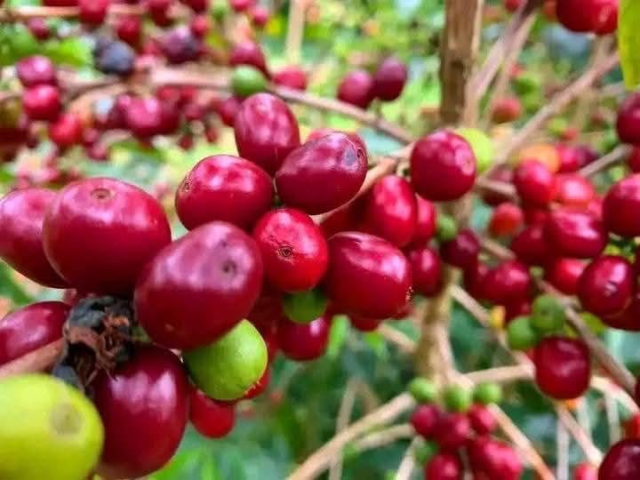 Daily Sips Rare Treasury Yirgacheffe medium roast ready for versatile brewing.