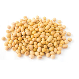 Dairyland Harvest soybeans close-up showing quality, non-GMO, ready for soy milk or tofu.