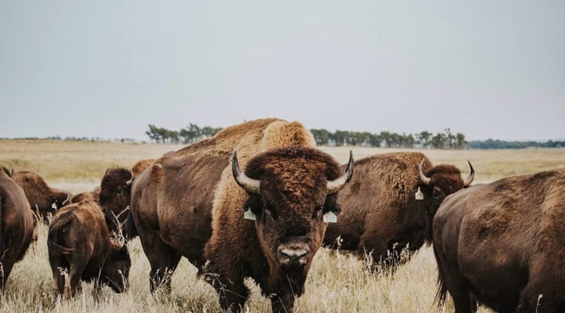 Dakota Pure Bison-brown-paper packaging suggests natural, pasture-raised origin.