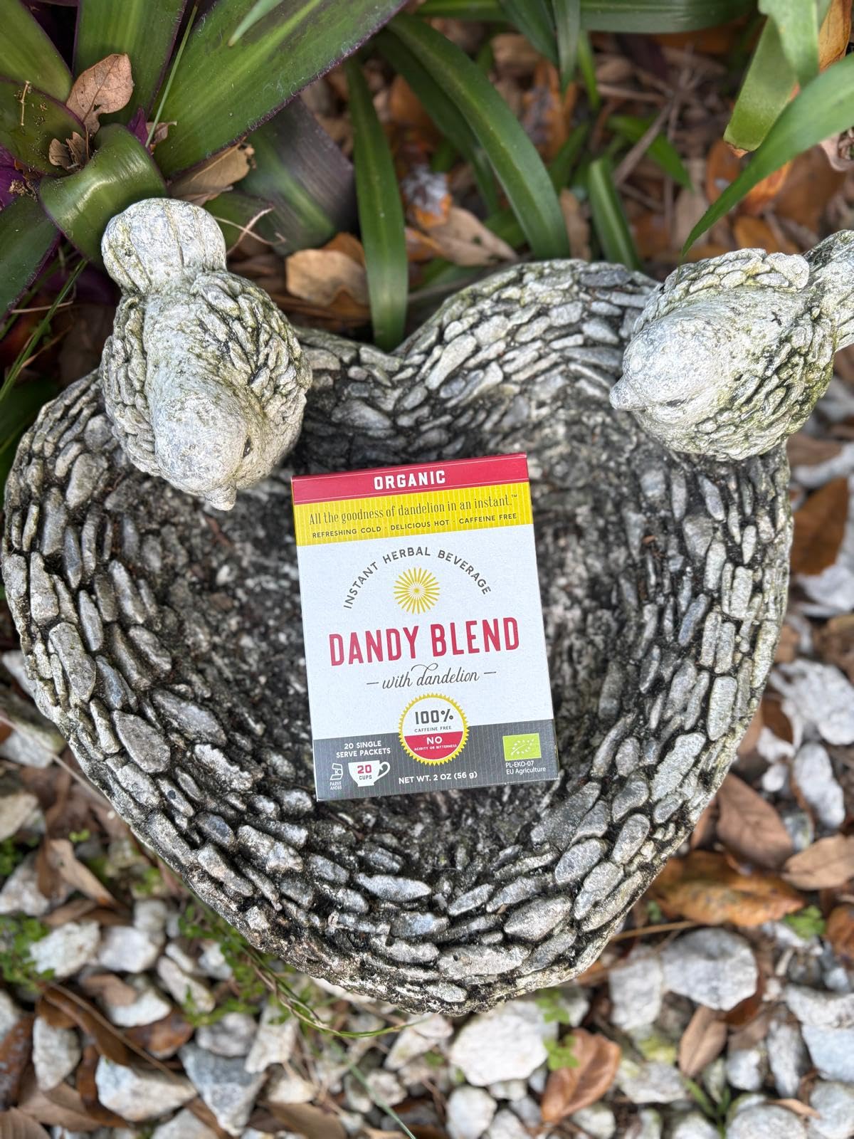 Dandy Blend ready for recipes, smoothies, or baking adventures in the kitchen.