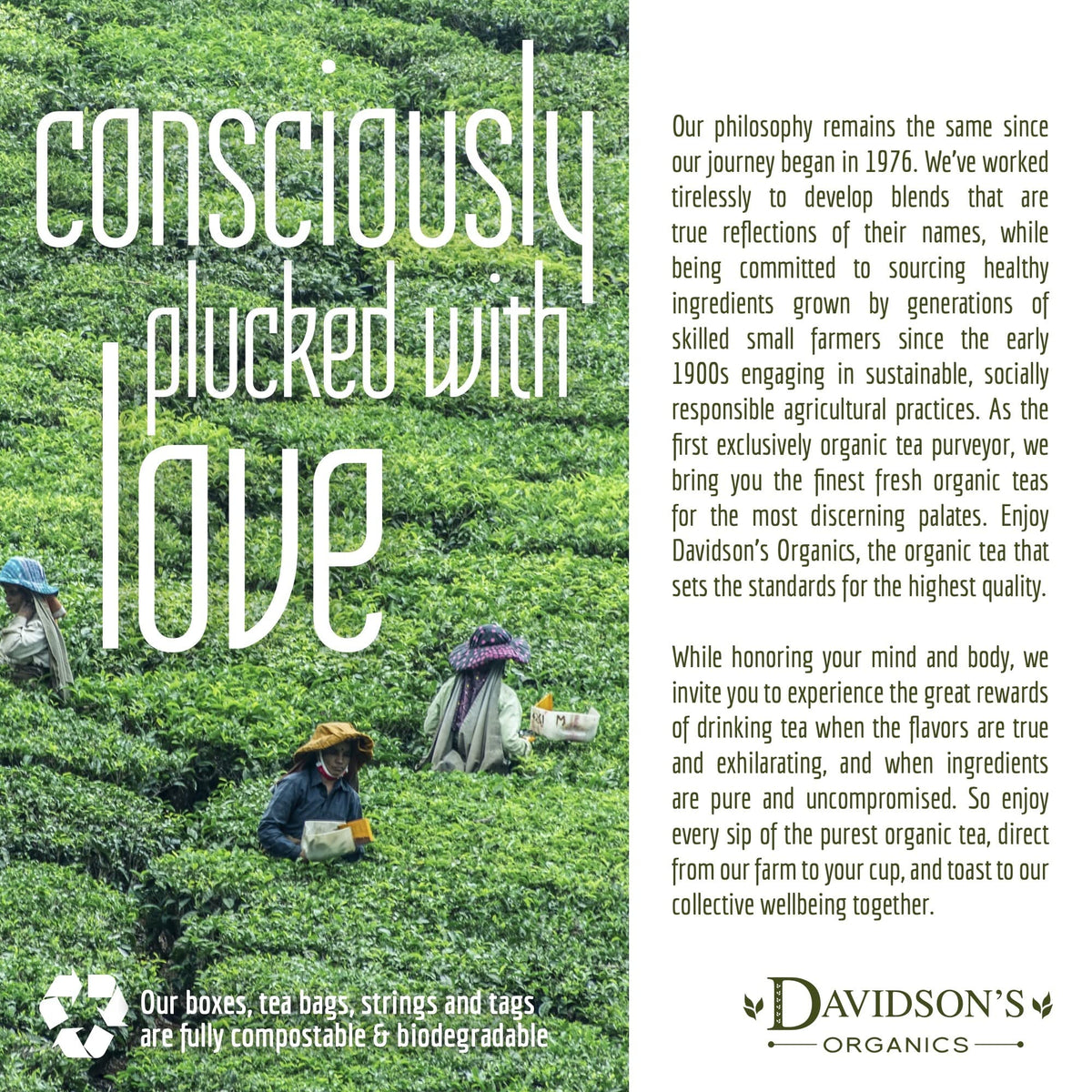 Pine hints highlight depth in Davidson's Organics Lapsang Souchong smoky base