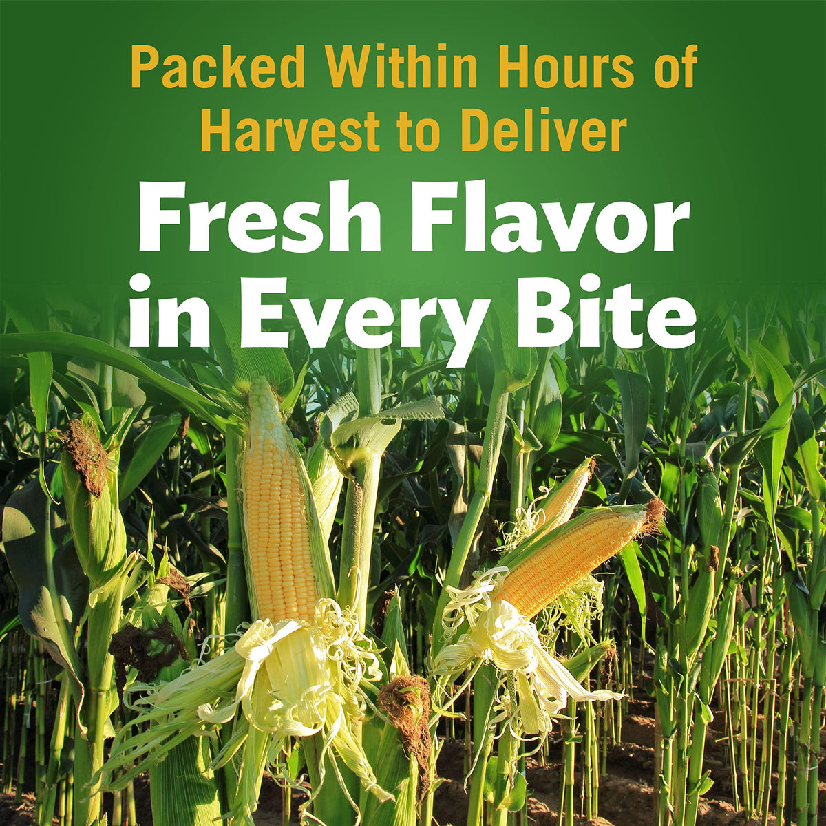 Close-up of ingredients highlighting simple, non-GMO corn with sea salt.