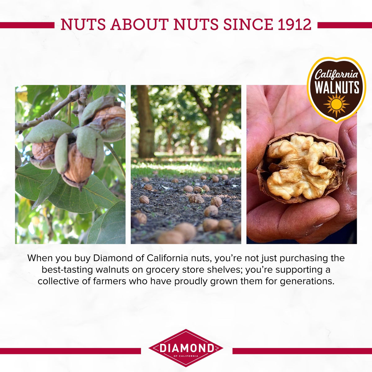 Diamond of California Sweet Maple Walnuts atop a fresh salad