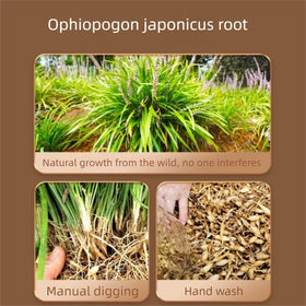 Close-up of DIAN MAI HAO Ophiopogon herb shows fresh, earthy dried stems.