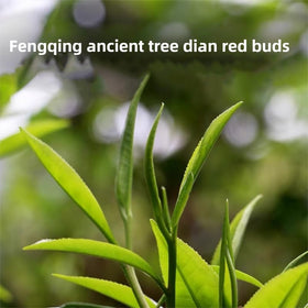 DIAN MAI HAO Yunnan Golden Special golden tips glow in gentle light.