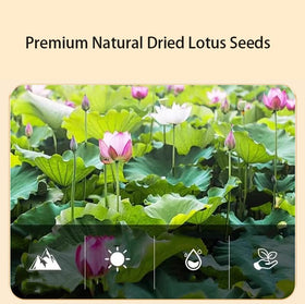 Doorpetal dried lotus seeds soaked in warm water for quicker cooking.