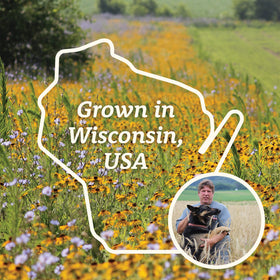 Wisconsin rye field supplying regenerative, nutrient-dense crops