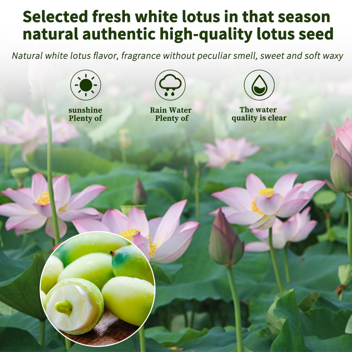 DOZO lotus seeds raw close-up revealing light yellow natural color