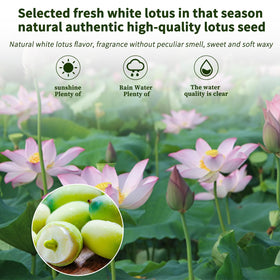 DOZO lotus seeds raw close-up revealing light yellow natural color