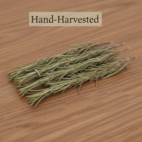 DYBOEDYO rosemary leaves close-up, lush foliage releasing rich, piney aroma.