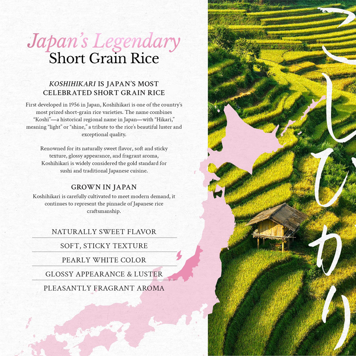East and Else Koshihikari raw short-grain rice close-up with glossy grains.
