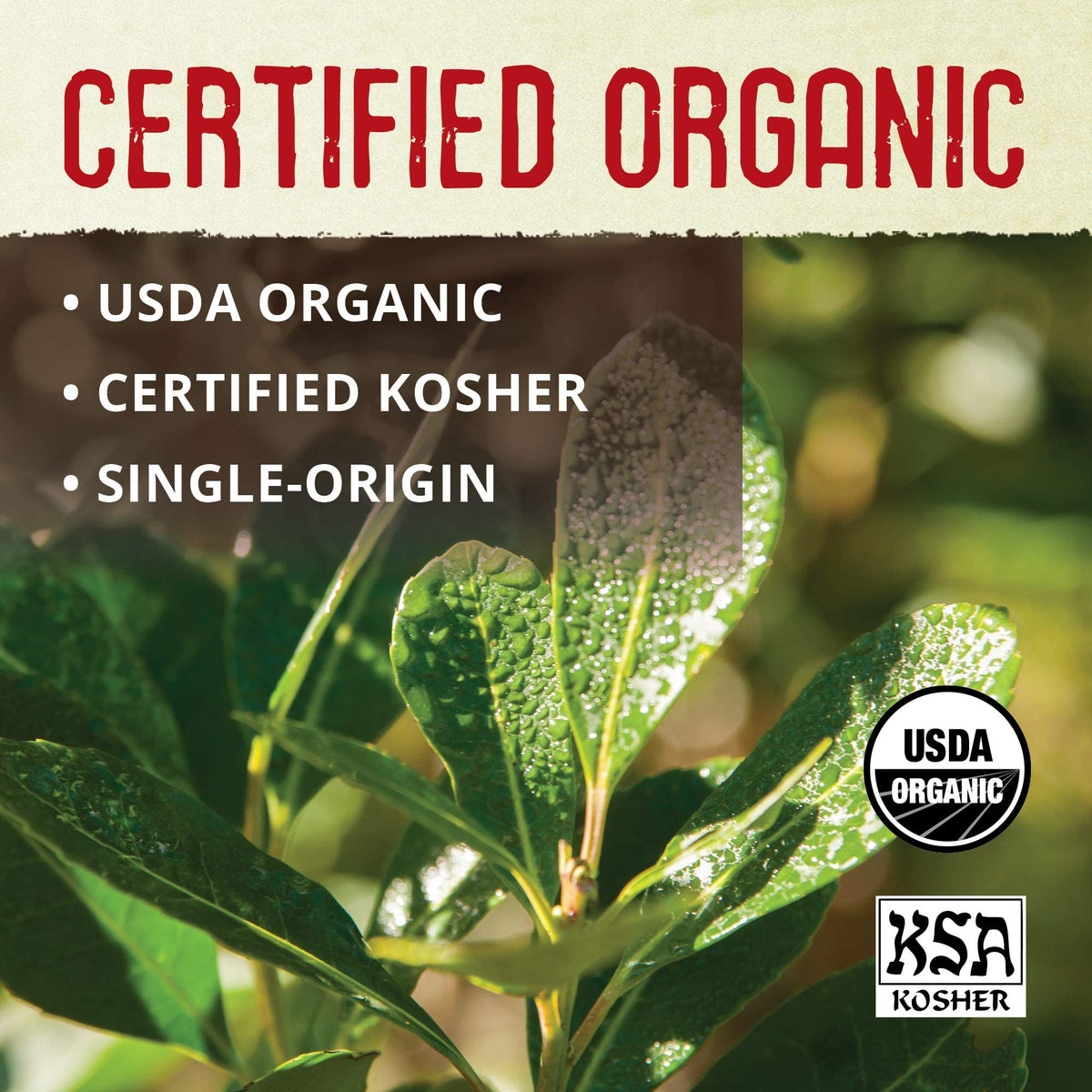 ECOTEAS yerba mate contains natural B vitamins and minerals in every cup