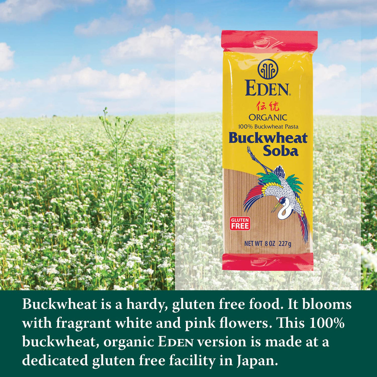 Eden buckwheat soba simmering in boiling water releases aroma.
