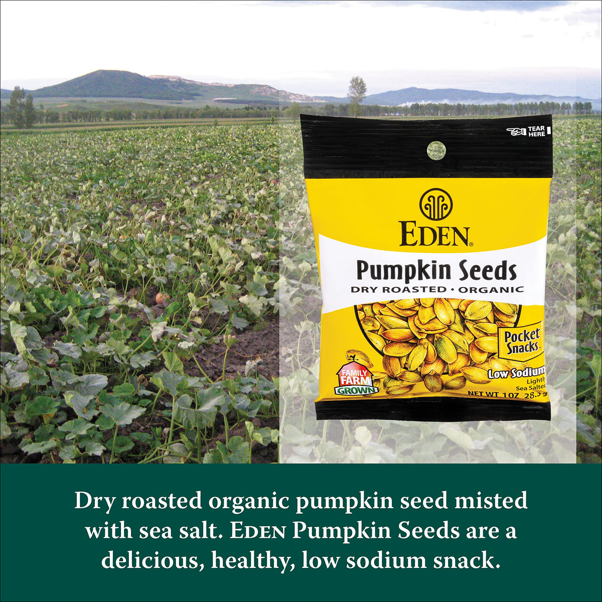Eden pumpkin seeds pocket snack in hand, ideal portable protein and fiber boost.