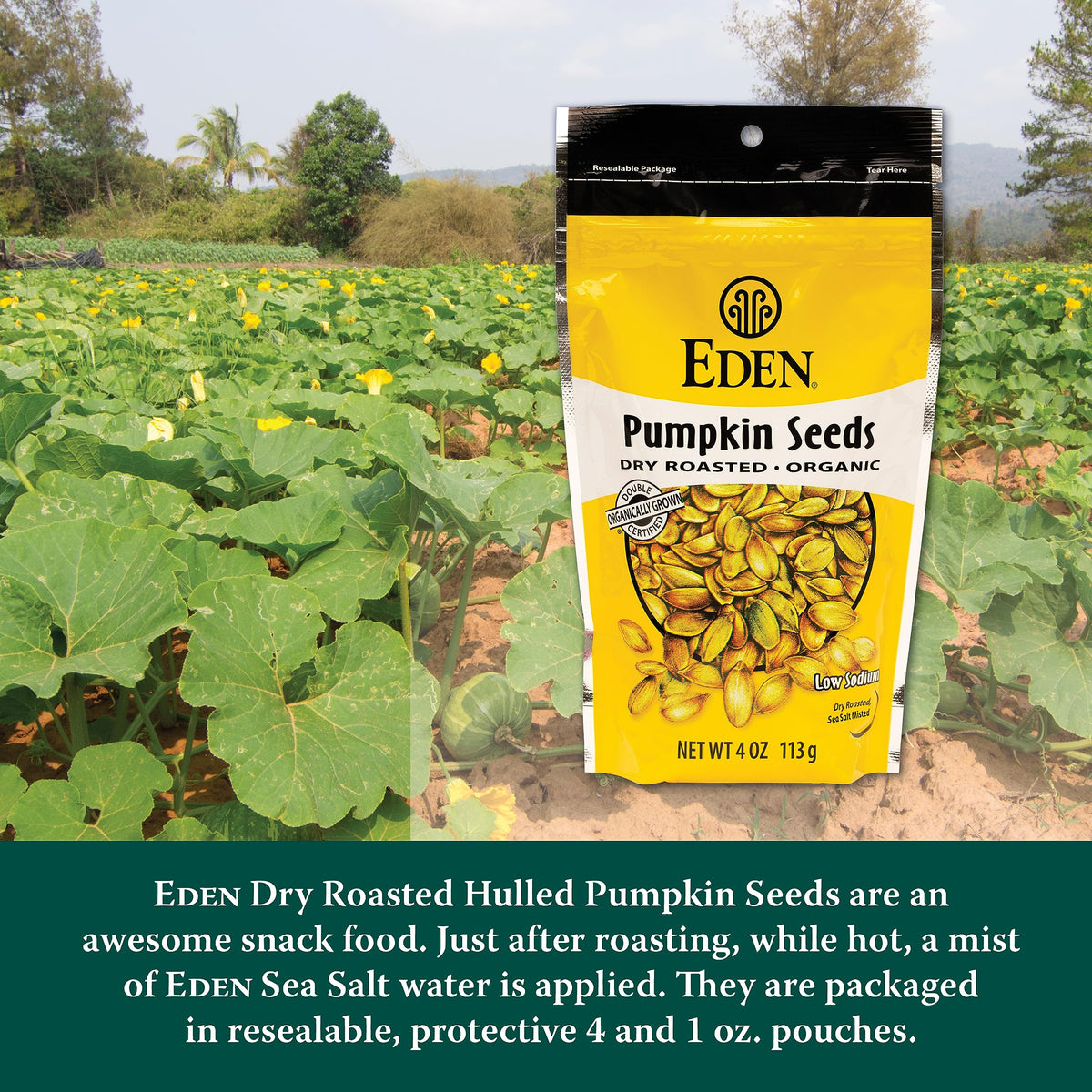 Pouring Eden pumpkin seeds into a hand for on-the-go snacking.