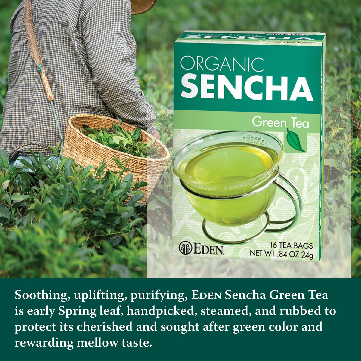 Fresh spring leaves handpicked for Eden Sencha tea infusion.