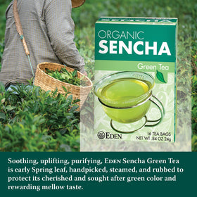 Fresh spring leaves handpicked for Eden Sencha tea infusion.