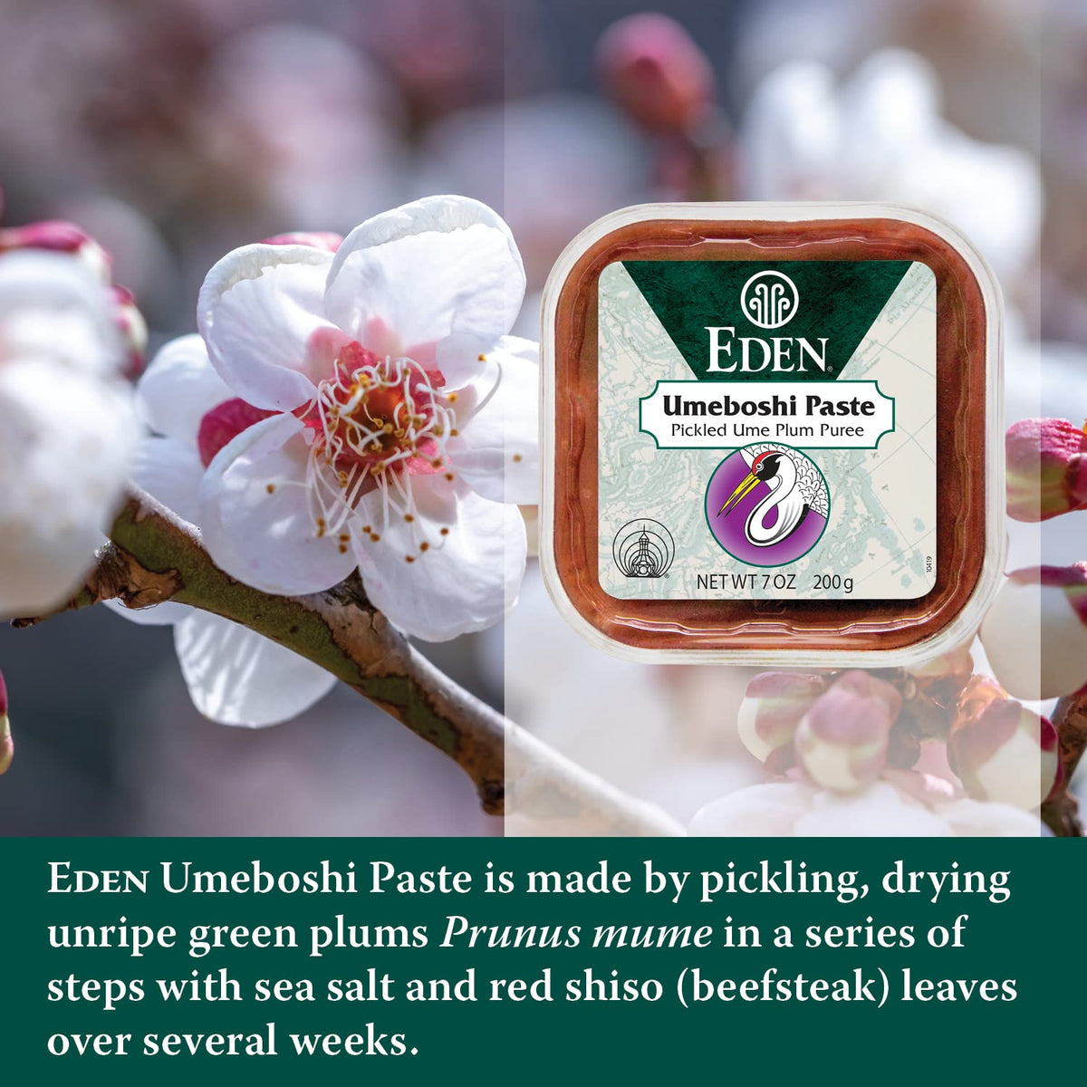 Eden Umeboshi Paste jar open texture highlights sun-dried aging depth
