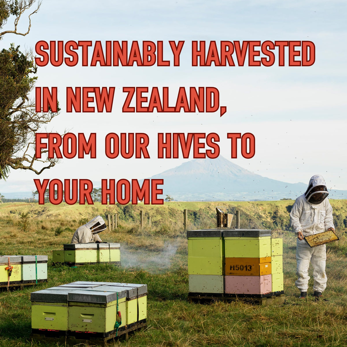 Egmont Honey Manuka bottle label shows purity, non-GMO quality, and New Zealand origin.