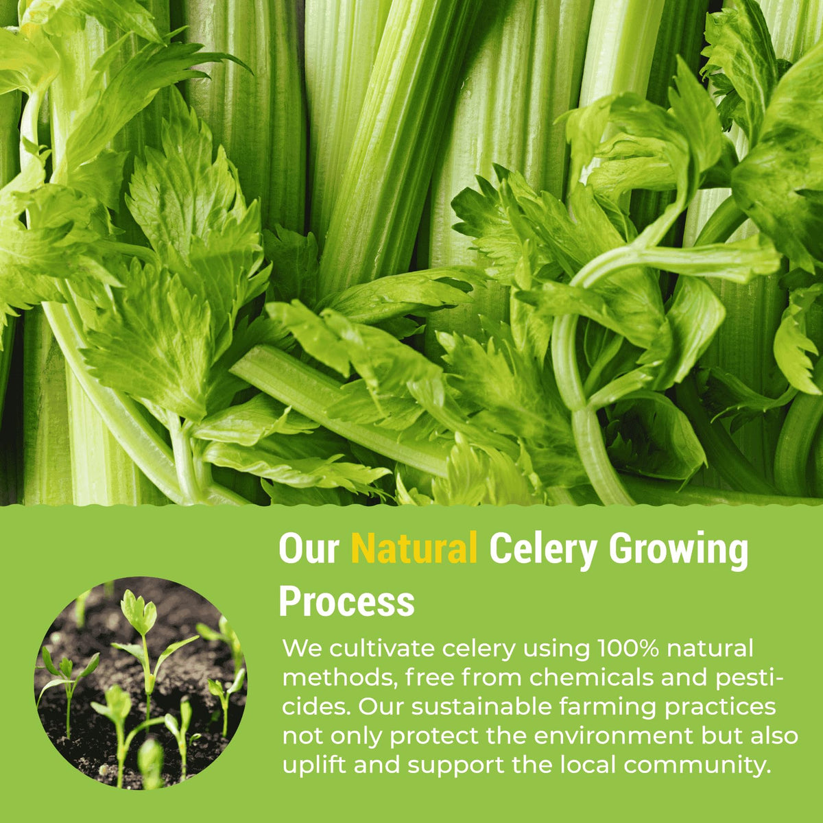eHerbal Pure Nature celery powder dissolve-dish demonstrates effortless stirring in hot liquids