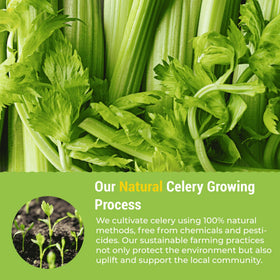 eHerbal Pure Nature celery powder dissolve-dish demonstrates effortless stirring in hot liquids
